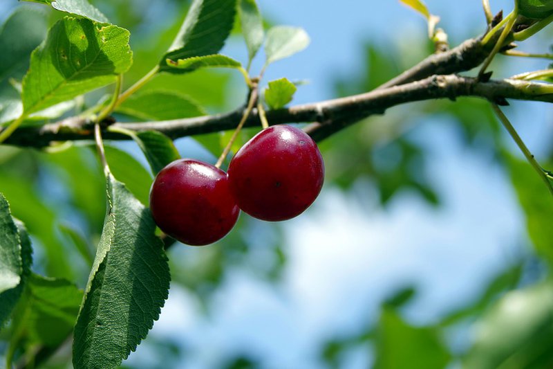 21948-sites/default/files/cherry-1508530_960_720.jpg