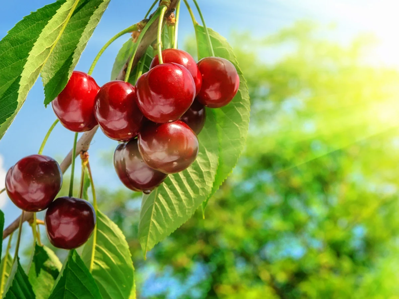 Cherry_tree.webp
