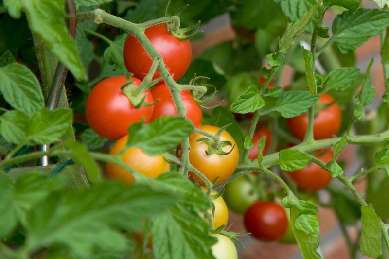 12.LaxanTomataSymboyl.jpg