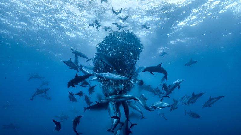 24 05 Ocean With David Attenborough baitball Keith Scholey ©Silverback Films and Open Planet Studios.jpg