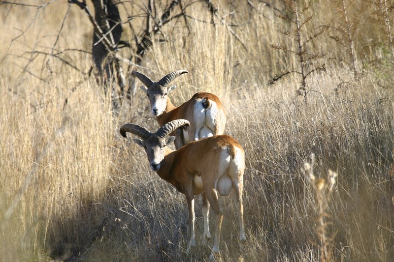 3-4 yr old cy mouflon rams_Nicos Kassinis.JPG