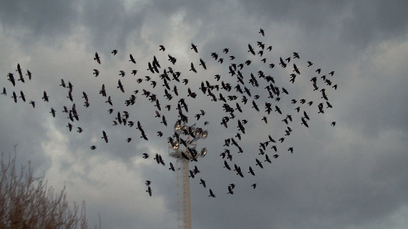 Diatopos art Centre-Yiannos Economou-Birds (2)low2.jpg