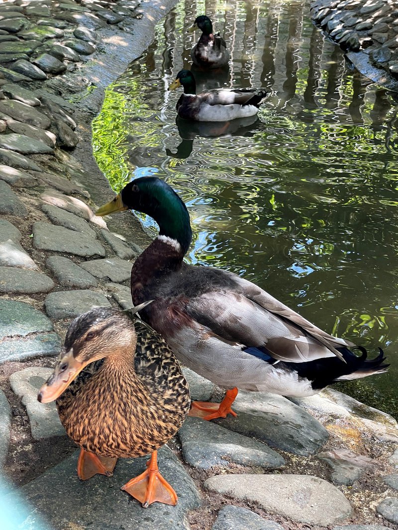 Kampos ducks.jpg