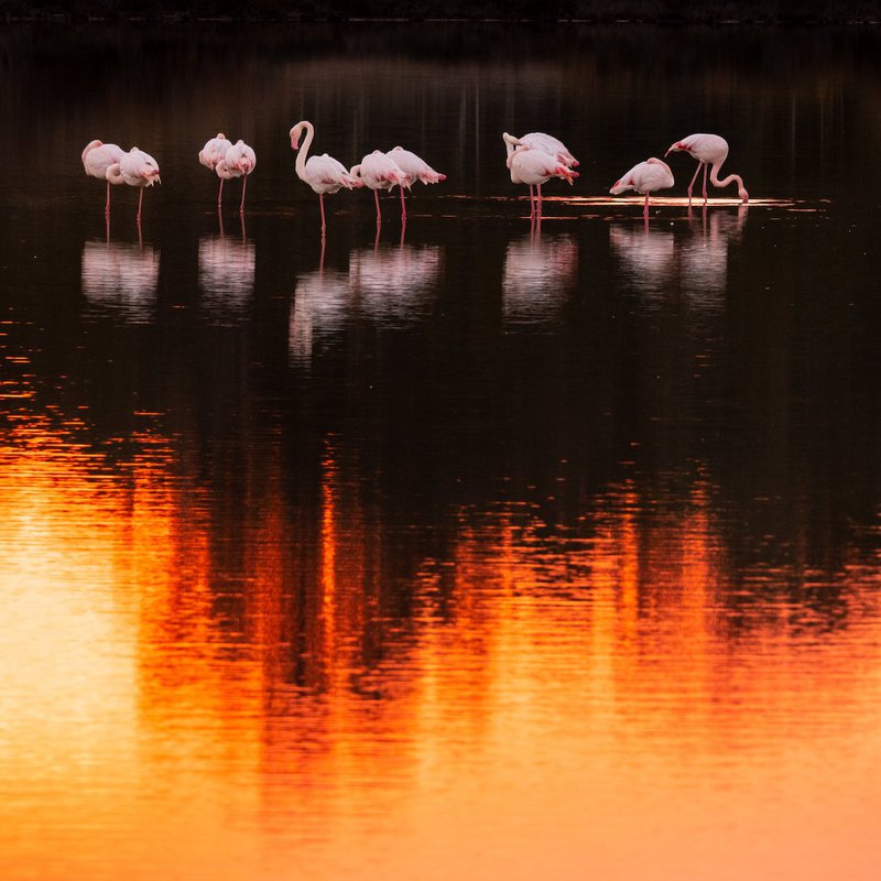 ©MariosStylianouFLAMINGOS.jpg