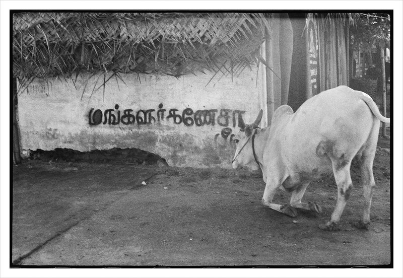 ©Nomi Rowe 5565 Cows are considered holy in India. Here one bows to Tamil script, the oldest surviving spoken language of 5000 years.jpg