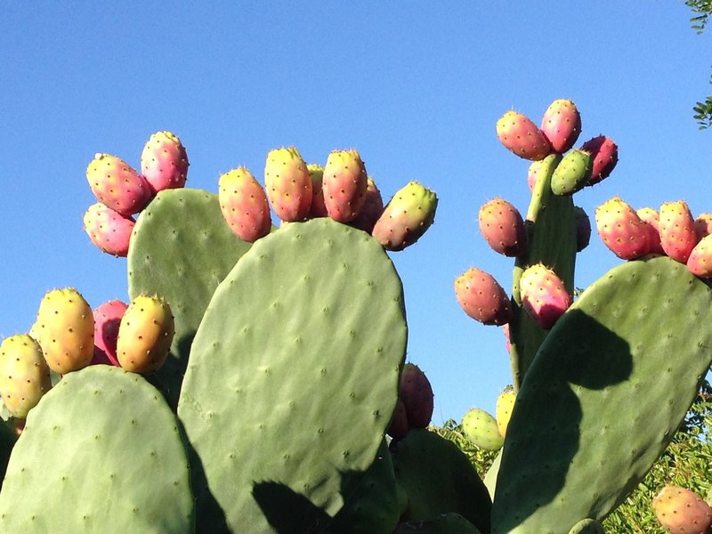 andrea644-prickly-pear-555530_1920.jpg