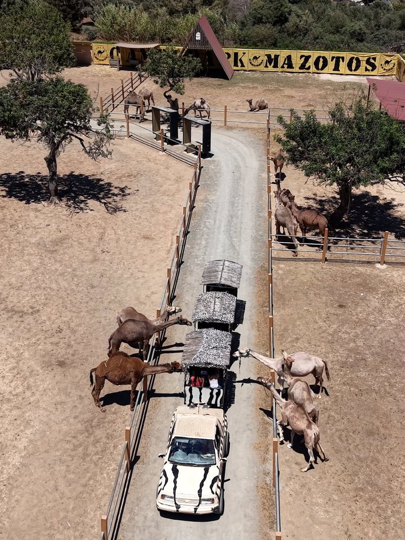camel.jpg