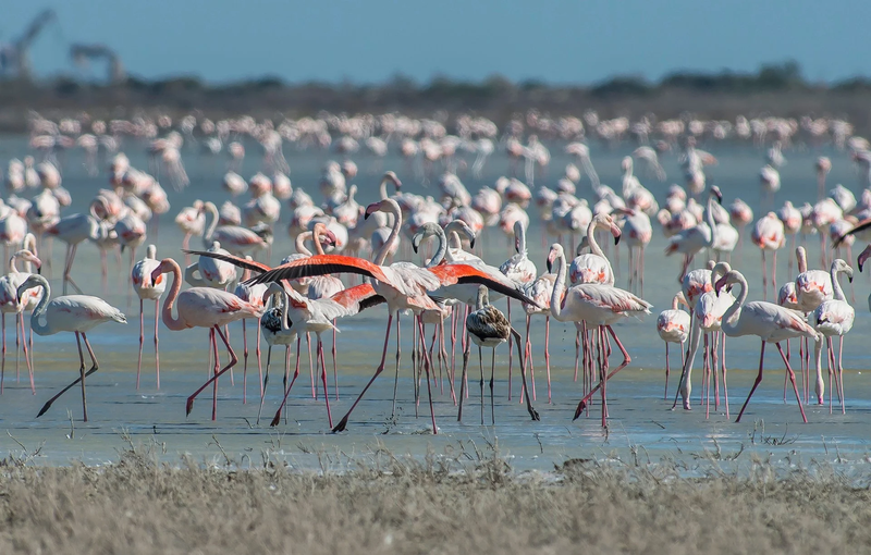 cyprus-greater-flamingos.width-800.png