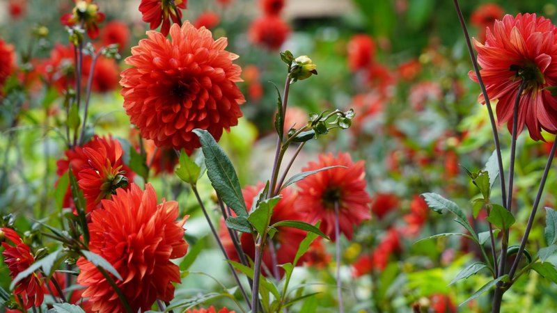 dahlia-flower-paris-sh.jpg