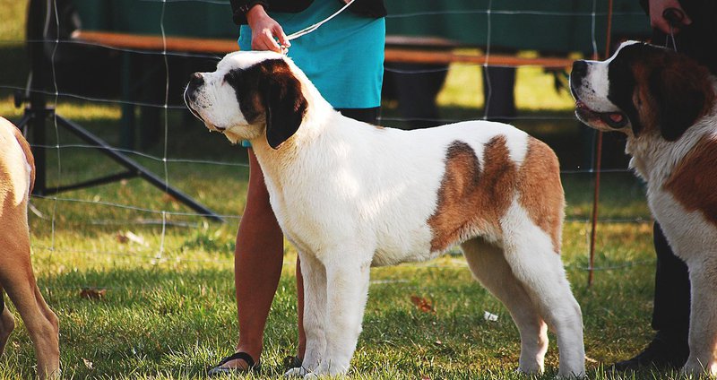 dog-2388270_1280.2e16d0ba.fill-1375x729.jpg