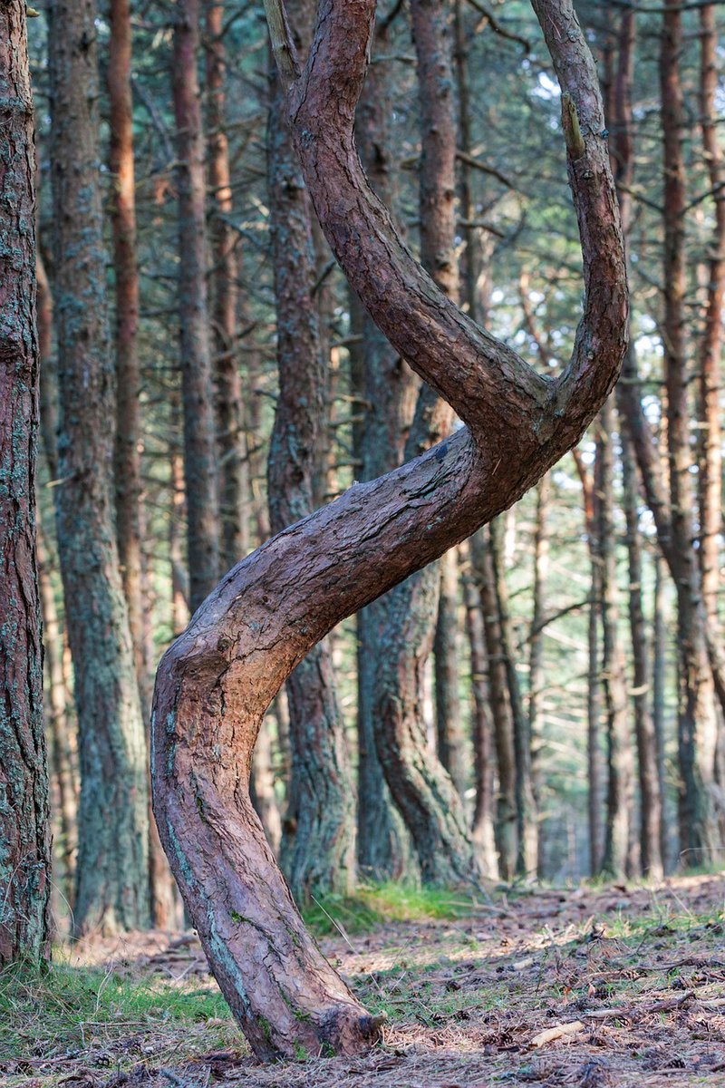 forest-3680358_1280.jpg