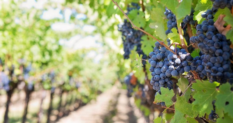 grapes-553462_1280.2e16d0ba.fill-.2e16d0ba.fill-1375x729.jpg