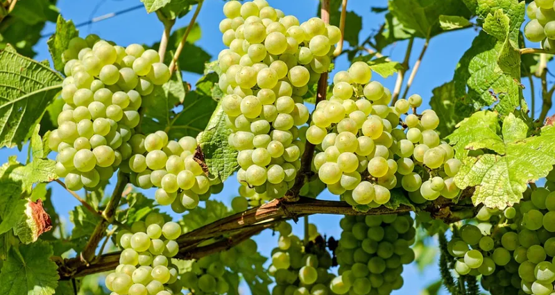 grapes.2e16d0ba.fill-1375x729.png