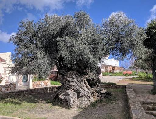 olive oil
