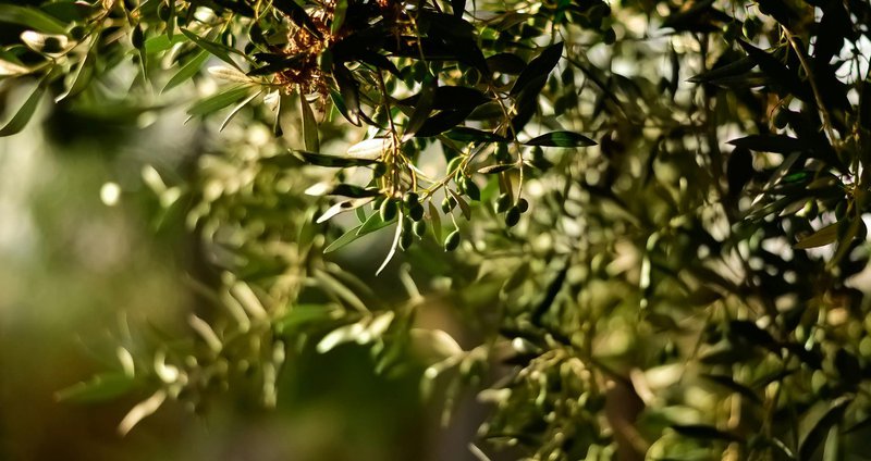 pexels-juliasakelli-1047312.2e16d0ba.fill-1375x729 (1).jpg