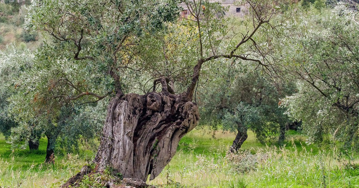 1&omicron; &Phi;&epsilon;&sigma;&tau;&iota;&beta;ά&lambda; &Alpha;&iota;&omega;&nu;ό&beta;&iota;&omega;&nu; &Epsilon;&lambda;&iota;ώ&nu; &Sigma;&iota;&lambda;ί&kappa;&omicron;&upsilon;: Έ&nu;&alpha;&sigmaf; &nu;έ&omicron;&sigmaf; &theta;&epsilon;&sigma;&mu;ό&sigmaf; &gamma;&epsilon;&nu;&nu;&iota;έ&tau;&alpha;&iota; &sigma;&tau;&eta;&nu; &kappa;&alpha;&rho;&delta;&iota;ά &tau;&eta;&sigmaf; &omicron;&rho;&epsilon;&iota;&nu;ή&sigmaf; &Lambda;&epsilon;&mu;&epsilon;&sigma;&omicron;ύ